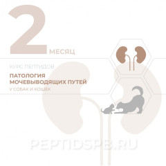 Пептиды для животных при заболеваниях почек (КУРС 2-Й МЕСЯЦ - на базе капсул)